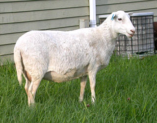 Ewe--Courtesy of Sheep 101