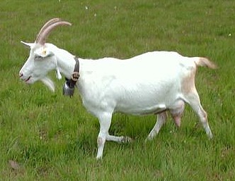 Goat--Courtesy of Wikimedia Commons