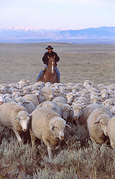 Herding Sheep--by Stephen Ausmus, USDA/ARS