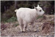 Lamb--from Microsoft Clipart