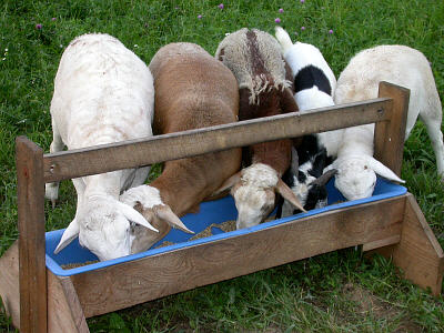 Lambs Eating--Courtesy of Sheep 101