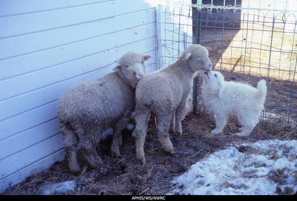 Sheep and Puppy--Courtesy of USDA/APHIS