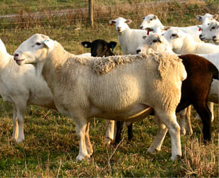 Ram--Courtesy of Sheep 101