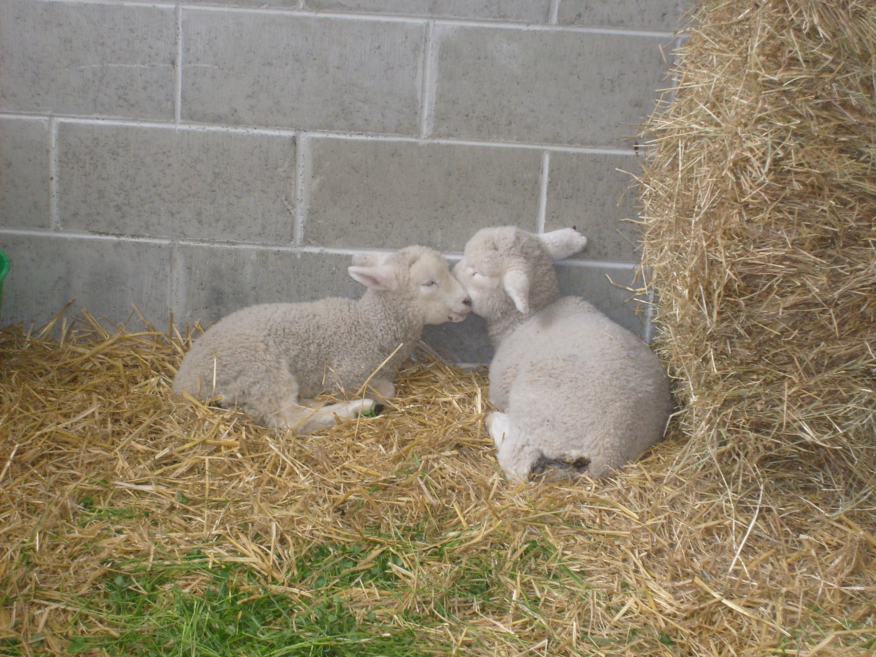 Sheep in Love--Courtesy of Wikimedia Commons