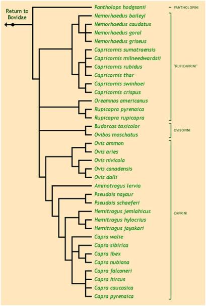 Phylogenetic Tree of Caprinae--Courtesy of Ultimate Ungulate