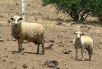 Sheep in Chile--Courtesy of Wikimedia Commons