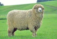 Sheep in New Zealand--Courtesy of Sheep 101
