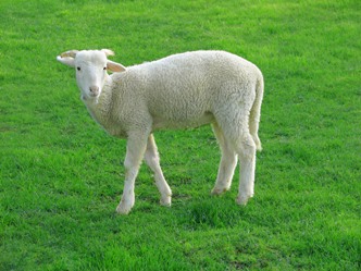 Sheep--Courtesy of Wikimedia Commons