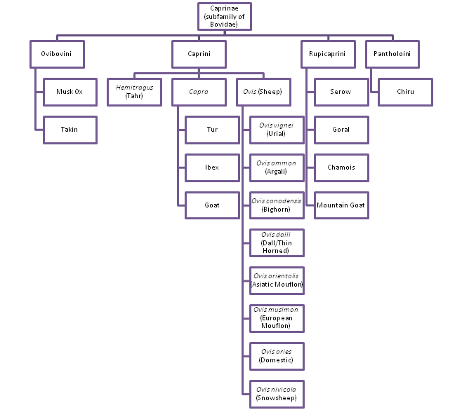 Personal Phylogenetic Tree