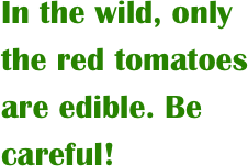 In the wild, only the red tomatoes are edible. Be careful!