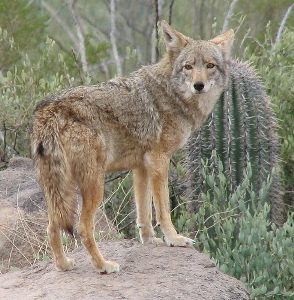 "Coyote". <http://www.flickr.com/photos/guppiecat/427522291/> Accessed 5 April 2009.