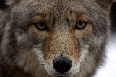 Bruno, C. “Coyote closeup”. (image) <http://commons.wikimedia.org/wiki/File:Coyote_closeup.jpg> Accessed 5 April 2009.
