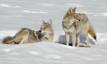 R., Dave.  "Coyotes in February - Yellowstone National Park" (image). <http://www.flickr.com/photos/sigmaeye/398322964/> Accessed 12 April 2009.