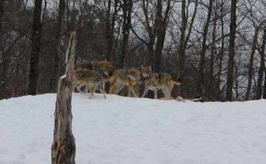 Pépin, E. “Pack of Coyotes”. (image). <http://www.flickr.com/photos/zorro-the-cat/2341951506/>. Accessed 12 April 2009.