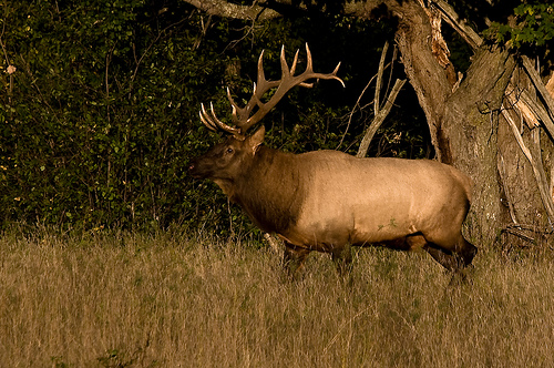 Dawley, C.  “Bull Elk”. (image). <http://www.flickr.com/photos/odalaigh/2869492907/>. Accessed 15 April 2009.