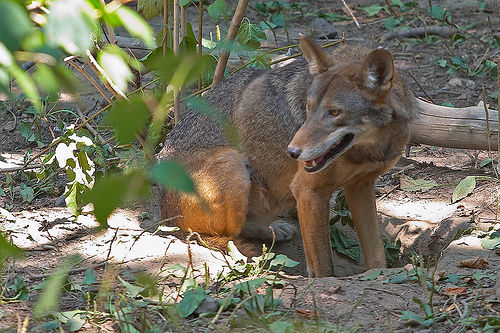 Heupel, Eric. “Red Wolf Papa”. (image). <http://www.flickr.com/photos/eclectic-echoes/41292867/>.  Accessed 15 April 2009.