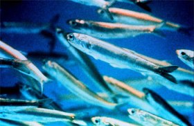 Anchovies are one example of small schooling fish Bluefin may feed on.