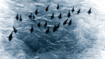 Bluefin spawning formation courtesy of NOAA