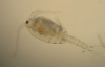 Copepod at 400x magnification.