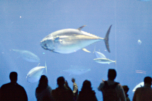 Bluefin tuna in aquarium