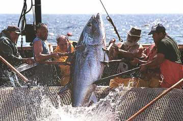 Fisherman with a Bluefin