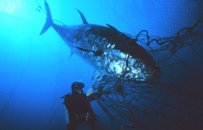 Bluefin caught in the net of a tuna farm - courtesy of NOAA