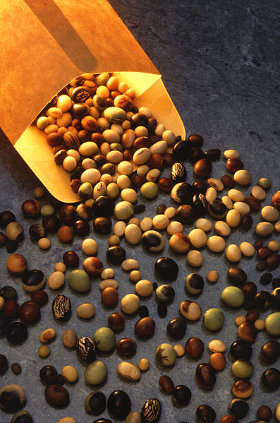 Soybean "bean" photo courtesy of the United States Department of Agriculture