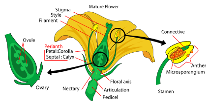 Mature flower diagram courtesy of Mariana Ruiz Villarreal