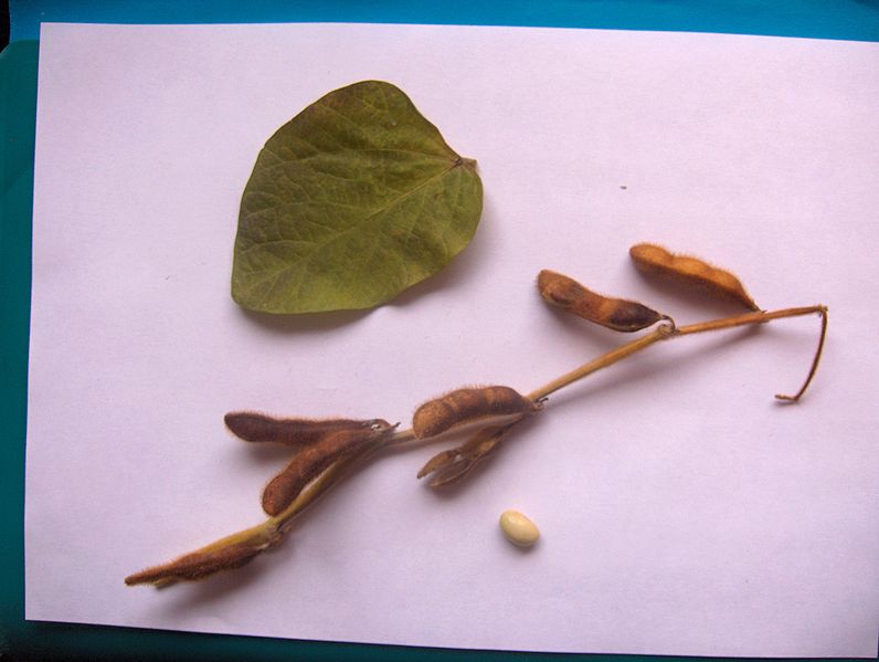 Soybean, leaf, and bean photo courtsey of Nicolas Vigneron