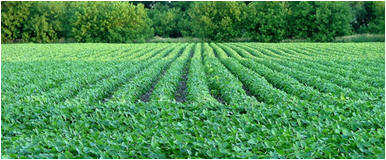 Soybean field photo courtesy of McBeth