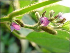 Purple Soybean Flowers photo courtesy of Jwinfred