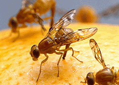 http://www.ars-grin.gov/mia/images/News/fruit-fly.gif