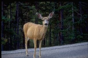 http://www.nps.gov/romo/naturescience/mule_deer.htm