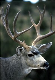 http://www.nps.gov/romo/naturescience/mule_deer.htm
