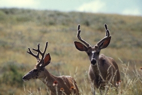 http://www.nps.gov/wica/parknews/chronic-wasting-disease-study-to-begin.htm