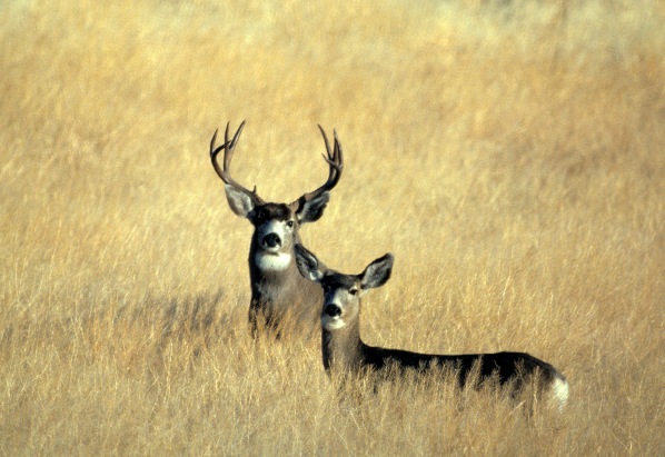 http://www.usbr.gov/mp/ccao/field_offices/new_melones/images/wildlife_mule_deer.jpg