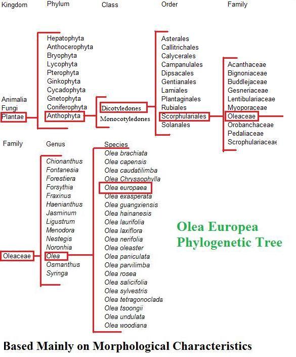 Detailed phylogenetic tree for olive tree, made by webpage author
