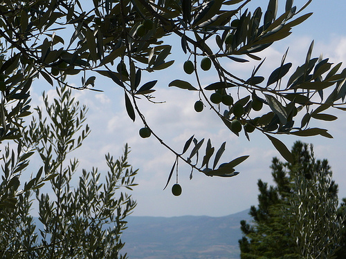 Olive tree with leaves and fruit http://www.flickr.com/photos/26098838@N08/3168512201/