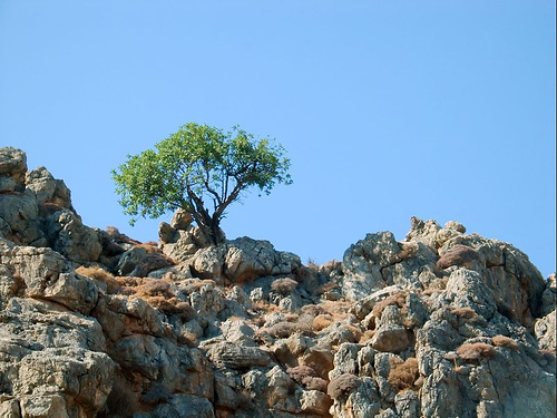 olive tree growing on rocks http://www.flickr.com/photos/fredshome/1361988848/