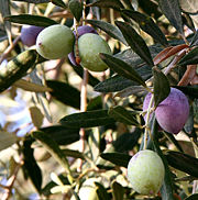 Olive branch and fruit http://commons.wikimedia.org/wiki/File:Olivesfromjordan.jpg