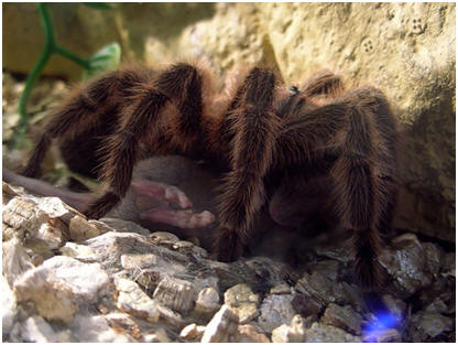 Mouse Being Eaten By a Tarantula!