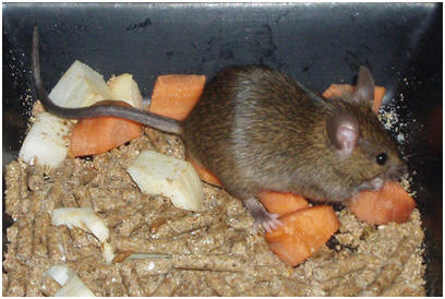 Mouse Eating Fruit