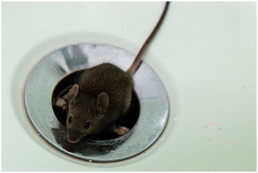 Mouse In a Sink