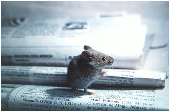 Mouse Standing on a Newspaper