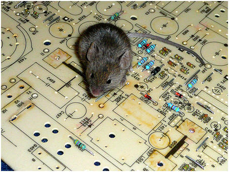 Mouse in the House!