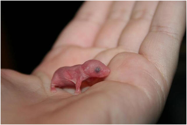 Baby Mouse Only 4 Days Old!