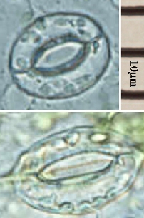 Stomata cells which allow for the passage of gases.  http://commons.wikimedia.org/wiki/File:Stomata_open_close.jpg