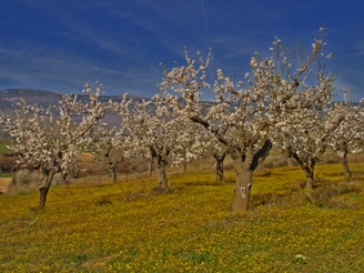 Almond trees.  http://www.flickr.com/photos/tochis/470188550/sizes/o/