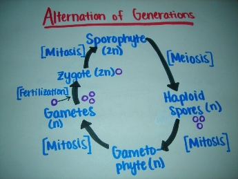 Alternation of Generations diagram.  Picture taken and drawn by Jennifer Stepaniak.  Referenced http://users.rcn.com/jkimball.ma.ultranet/BiologyPages/A/Alternation.html.