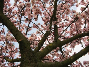 Almond tree blossoms. http://www.flickr.com/photos/c0ffeebreak/132902547/sizes/l/